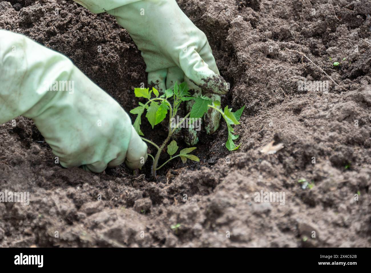 Hands planting tomato seedlings in the greenhouse. Vegetable garden ...
