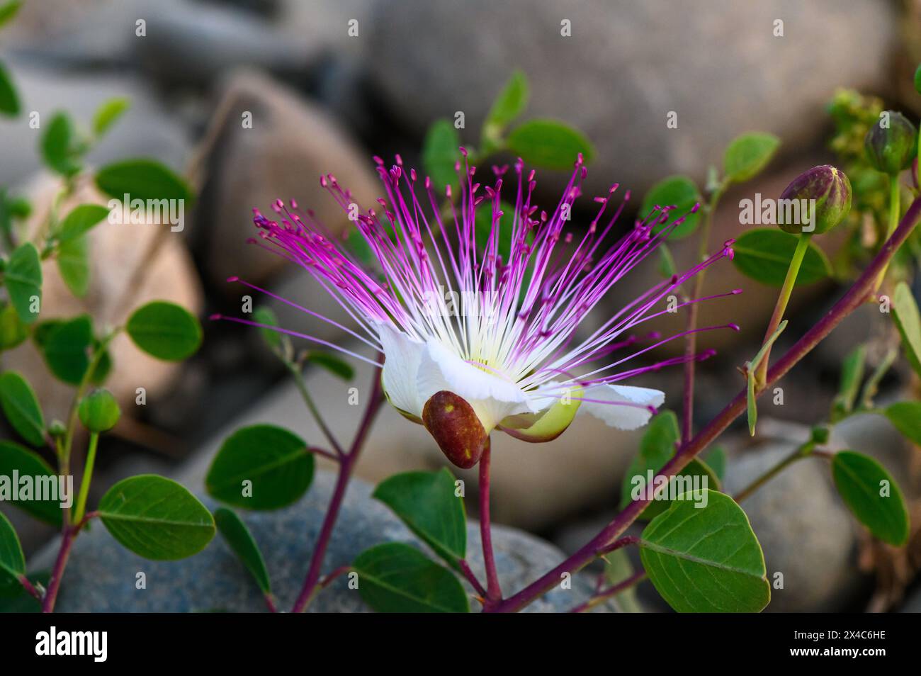The plant is best known for the edible flower buds (capers). Beautiful