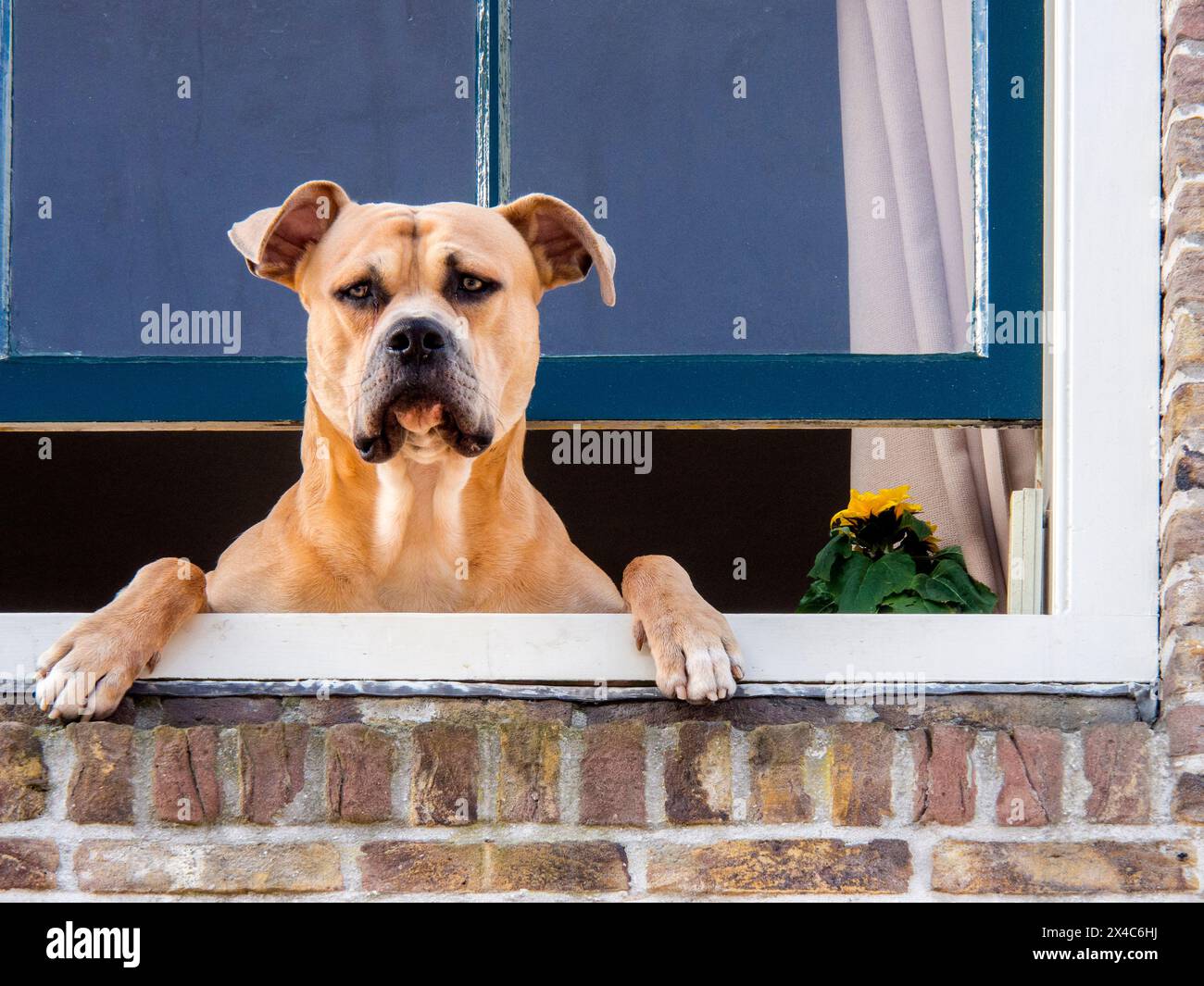 Dog in the window of a brick building along the streets of Alkmaar. (Editorial Use Only) Stock Photo