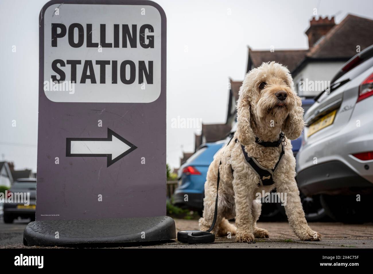 London, UK. 2 May 2024. Barney, a cockerpoo, waits for their owner