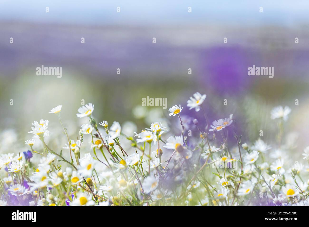 Portugal, Evora. Field of white daisies and purple sage. Stock Photo