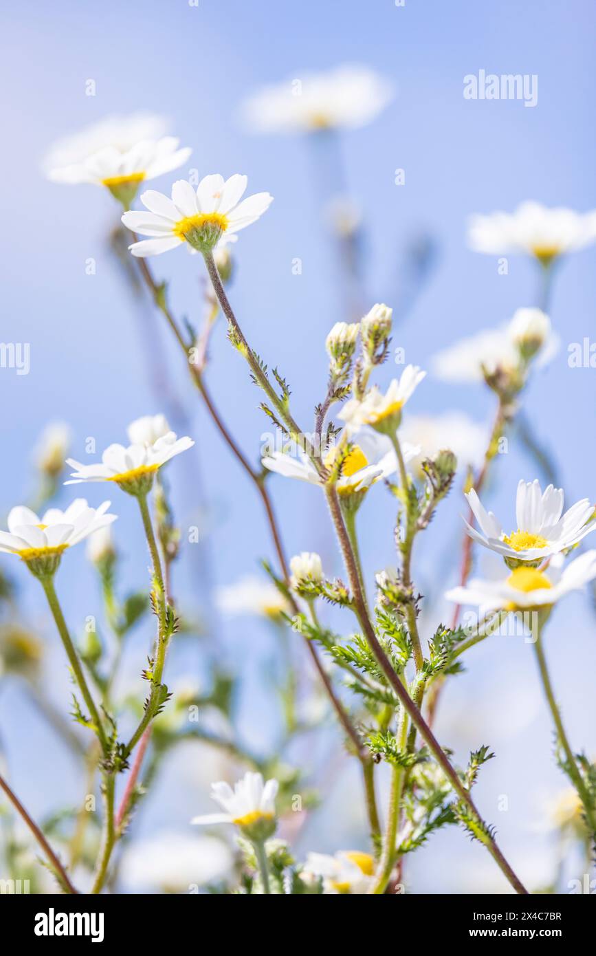 Portugal, Evora. White daisies in a field. Stock Photo