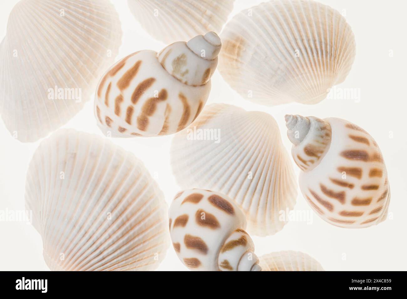 Shells with light Stock Photo