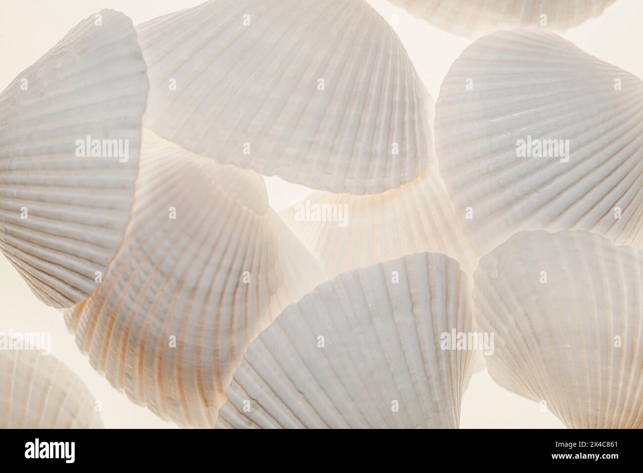 Shells with light Stock Photo - Alamy