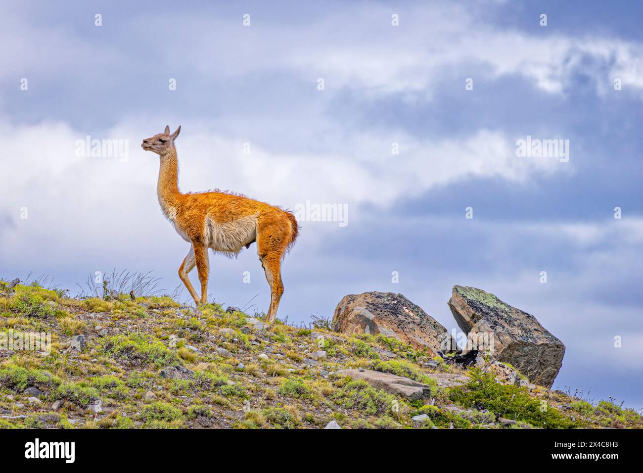 Chile, Torres del Paine National Park. Male guanaco close-up. Stock Photo