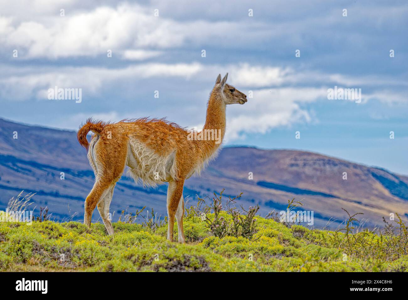 Chile, Torres del Paine National Park. Male guanaco close-up. Stock Photo