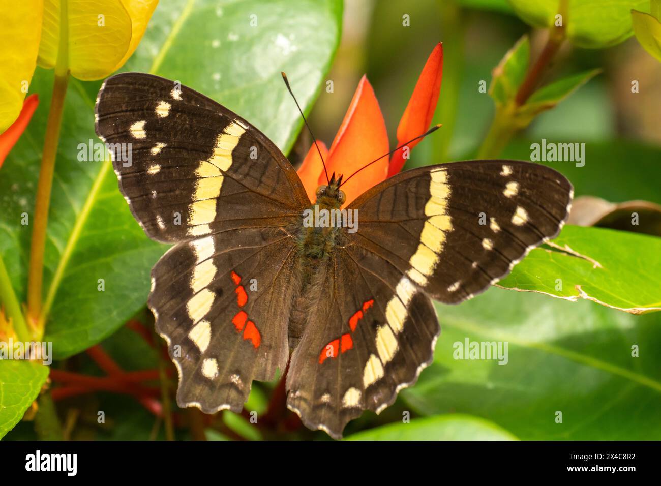 Costa Rica, Parque Nacional Carara. Banded peacock butterfly close-up. Stock Photo
