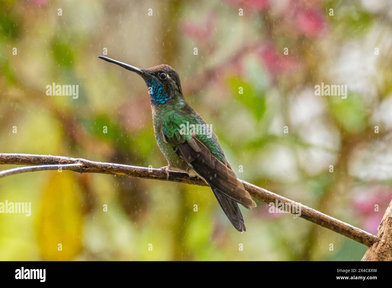 Costa Rica, Cordillera de Talamanca. Talamanca hummingbird in rain. Stock Photo