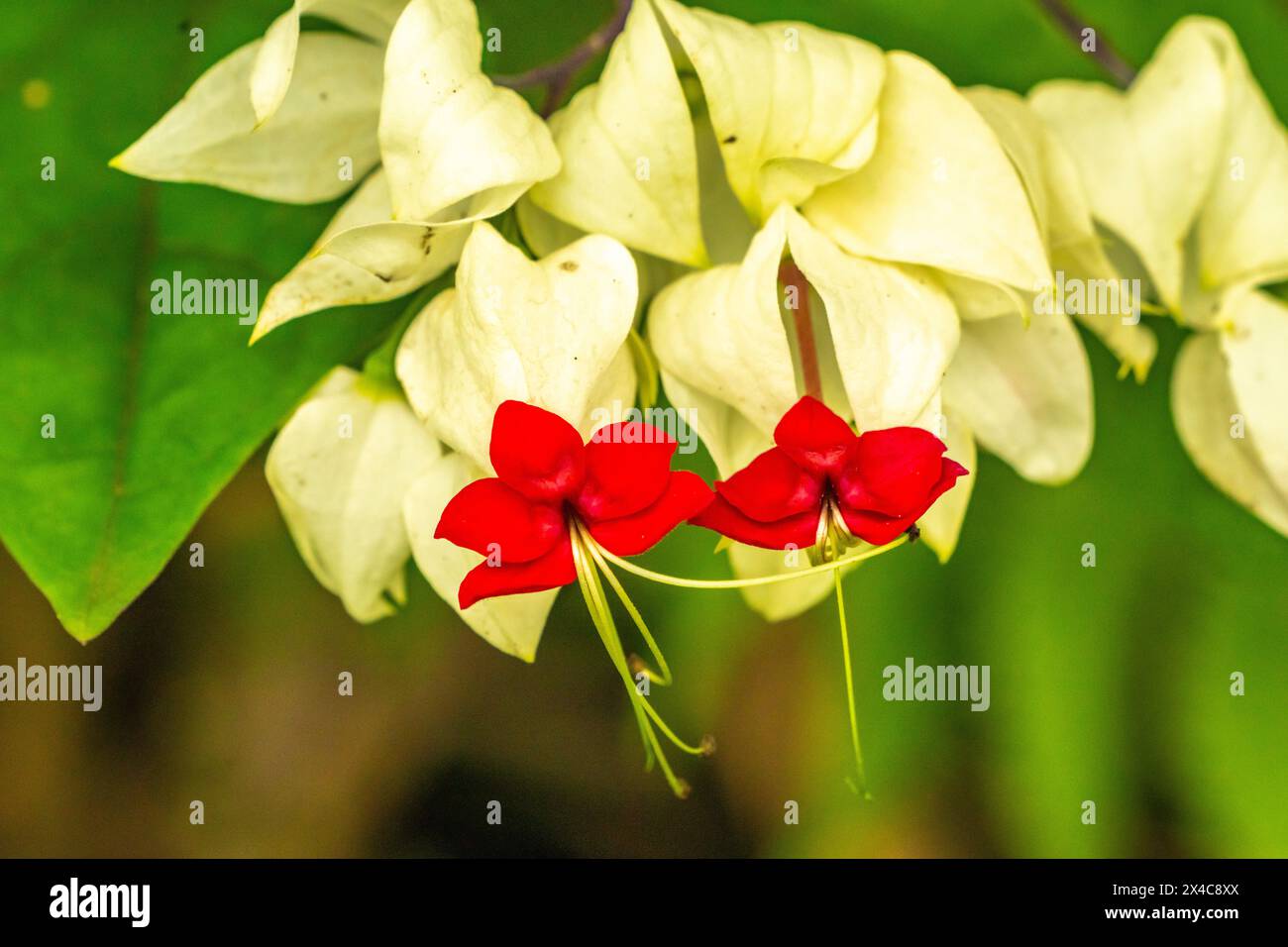 Costa Rica, San Jose. Close-up of red and white flowers. Stock Photo