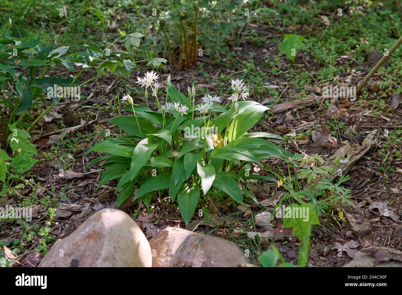 Natur Echter Baerlauch Bluehender Echter Baerlauch Allium ursinum. Der Echte Baerlauch blueht spater als der weit verbreitete sog. Berliner Baerlauch oder auch Wunderlauch, der aus der Kaukasusregion stammt. Geschmacklich ist er nicht zu unterscheiden und laesst sich genauso verarbeiten. 28.4.2024 *** Nature True wild garlic Blue wild garlic Allium ursinum True wild garlic blooms later than the widespread so-called Berlin wild garlic, which originates from the Caucasus region It is indistinguishable in taste and can be processed in the same way 28 4 2024 Stock Photo