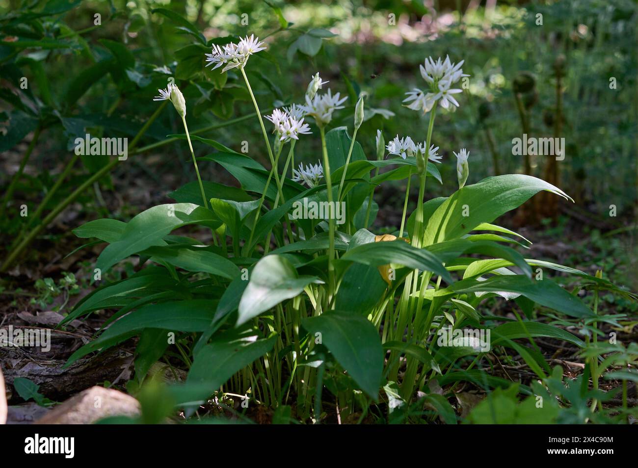 Natur Echter Baerlauch Bluehender Echter Baerlauch Allium ursinum. Der Echte Baerlauch blueht spater als der weit verbreitete sog. Berliner Baerlauch oder auch Wunderlauch, der aus der Kaukasusregion stammt. Geschmacklich ist er nicht zu unterscheiden und laesst sich genauso verarbeiten. 28.4.2024 *** Nature True wild garlic Blue wild garlic Allium ursinum True wild garlic blooms later than the widespread so-called Berlin wild garlic, which originates from the Caucasus region It is indistinguishable in taste and can be processed in the same way 28 4 2024 Stock Photo
