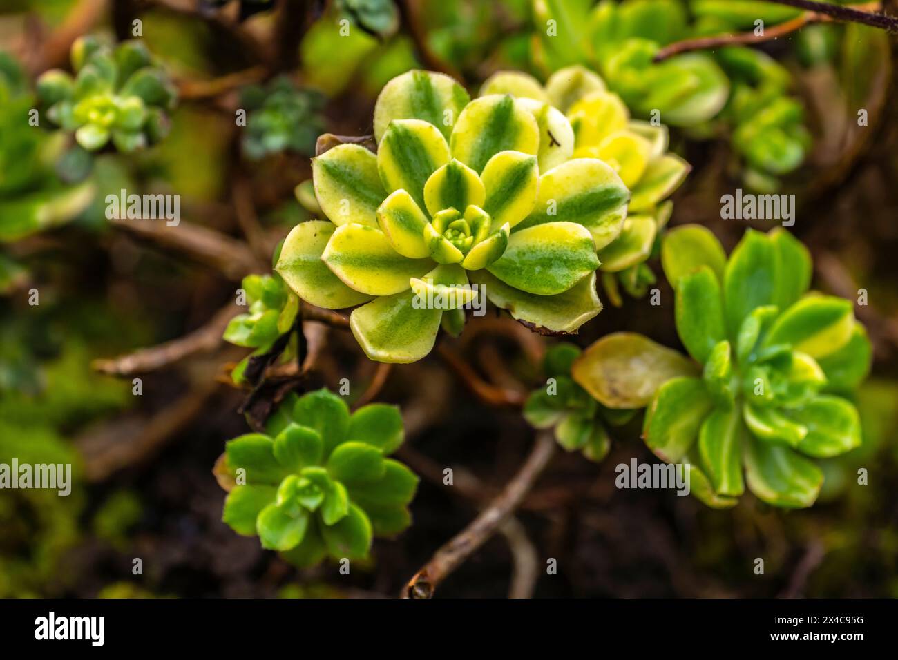 Costa Rica, Cordillera de Talamanca. Succulent plant close-up. Stock Photo