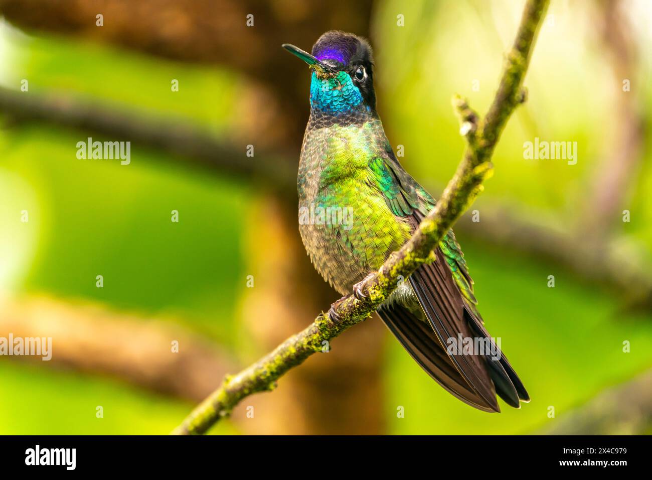 Costa Rica, Cordillera de Talamanca. Talamanca hummingbird close-up. Stock Photo