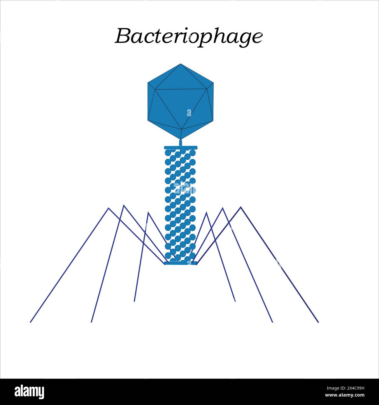 Structure of Bacteriophage (a virus which kill bacteria). Generally, a bacteriophage consists of a protein capsid and genetic material Stock Vector