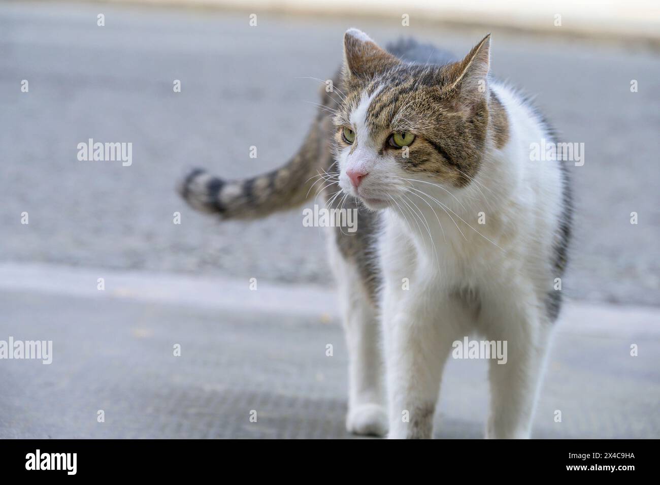 Larry the Cat Chief Mouser to the Office since 2011 in