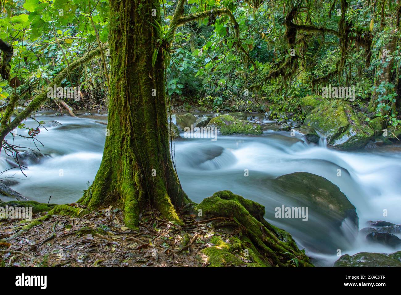 Costa Rica, Cordillera de Talamanca. Savegre River rapids. Stock Photo