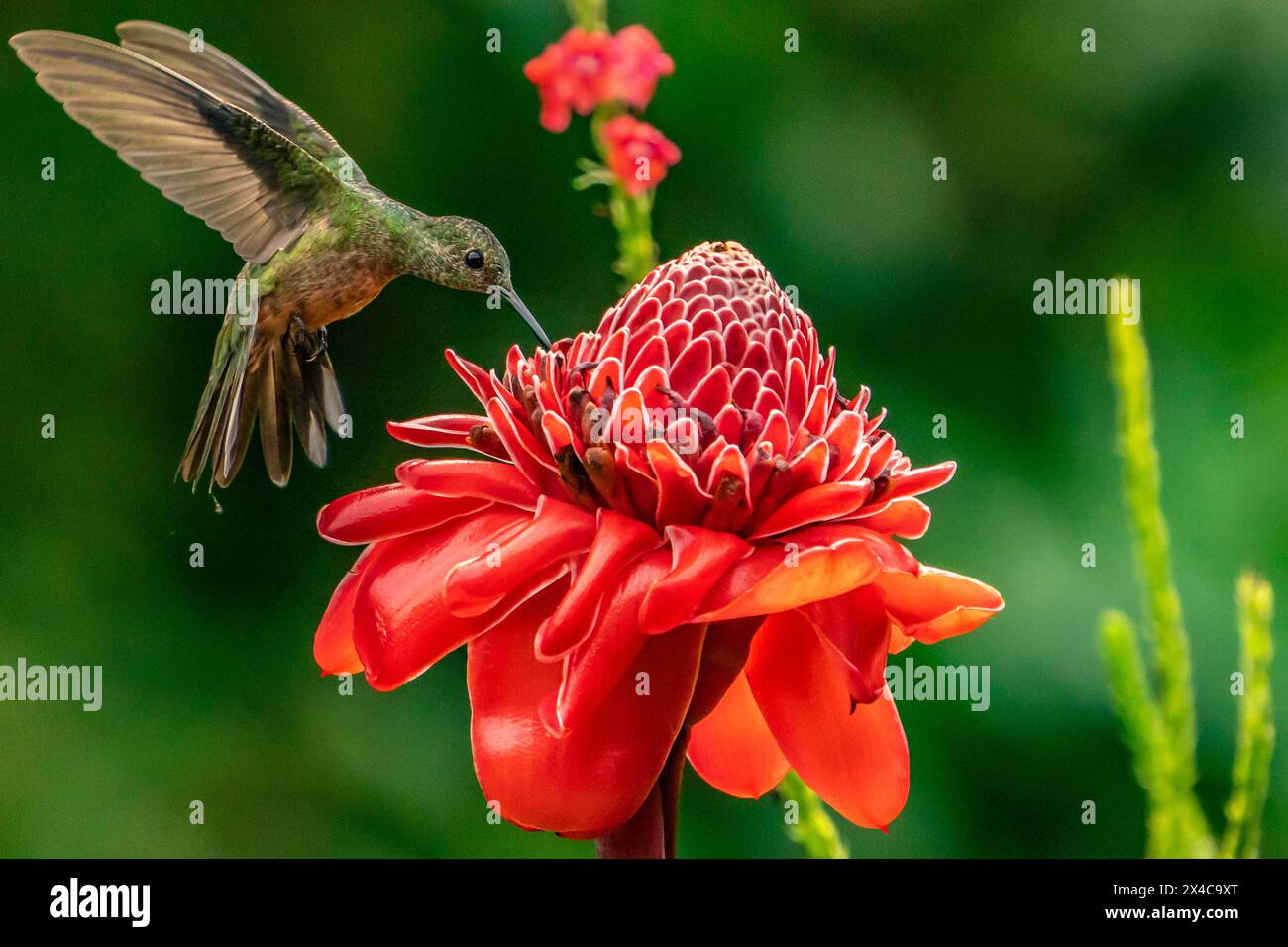 Costa Rica. Female white-necked Jacobin hummingbird at ginger plant ...