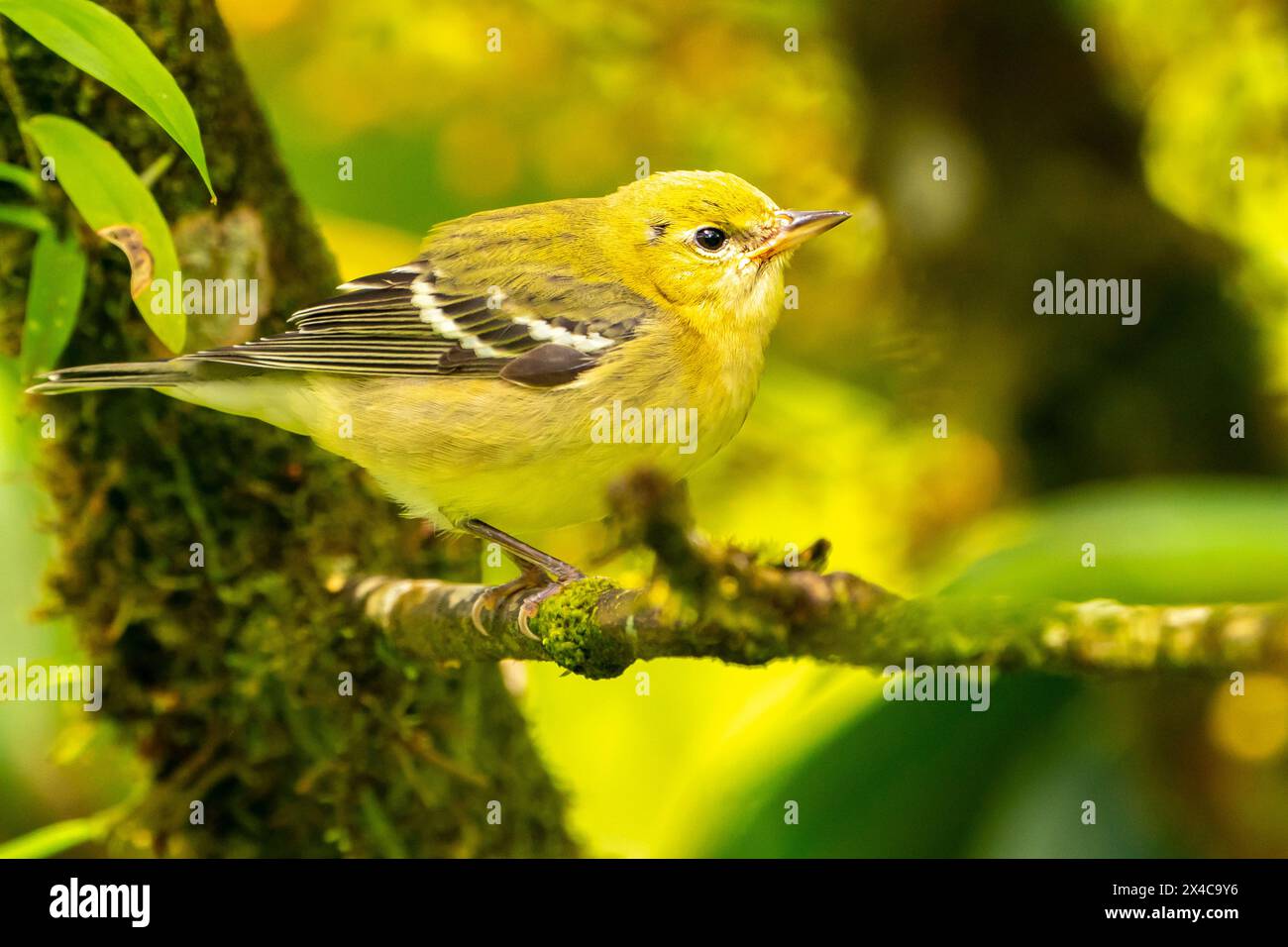 Costa Rica, Arenal Observatory. Bay-breasted warbler bird close-up. Stock Photo