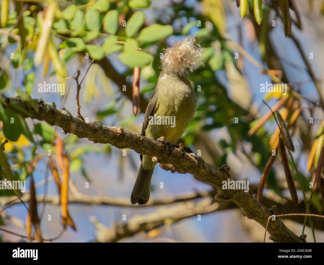 Female Greater double-collared sunbird (Cinnyris afer) gathering material for the nest Stock Photo