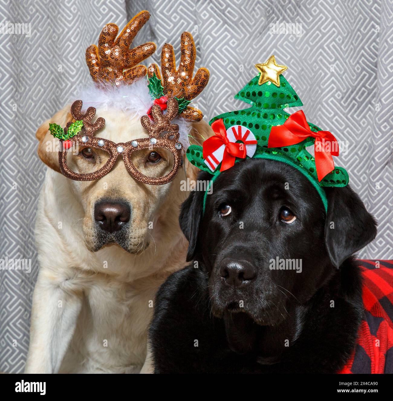 USA, Arizona, Buckeye. Labrador retrievers dressed up for Christmas. (PR) Stock Photo
