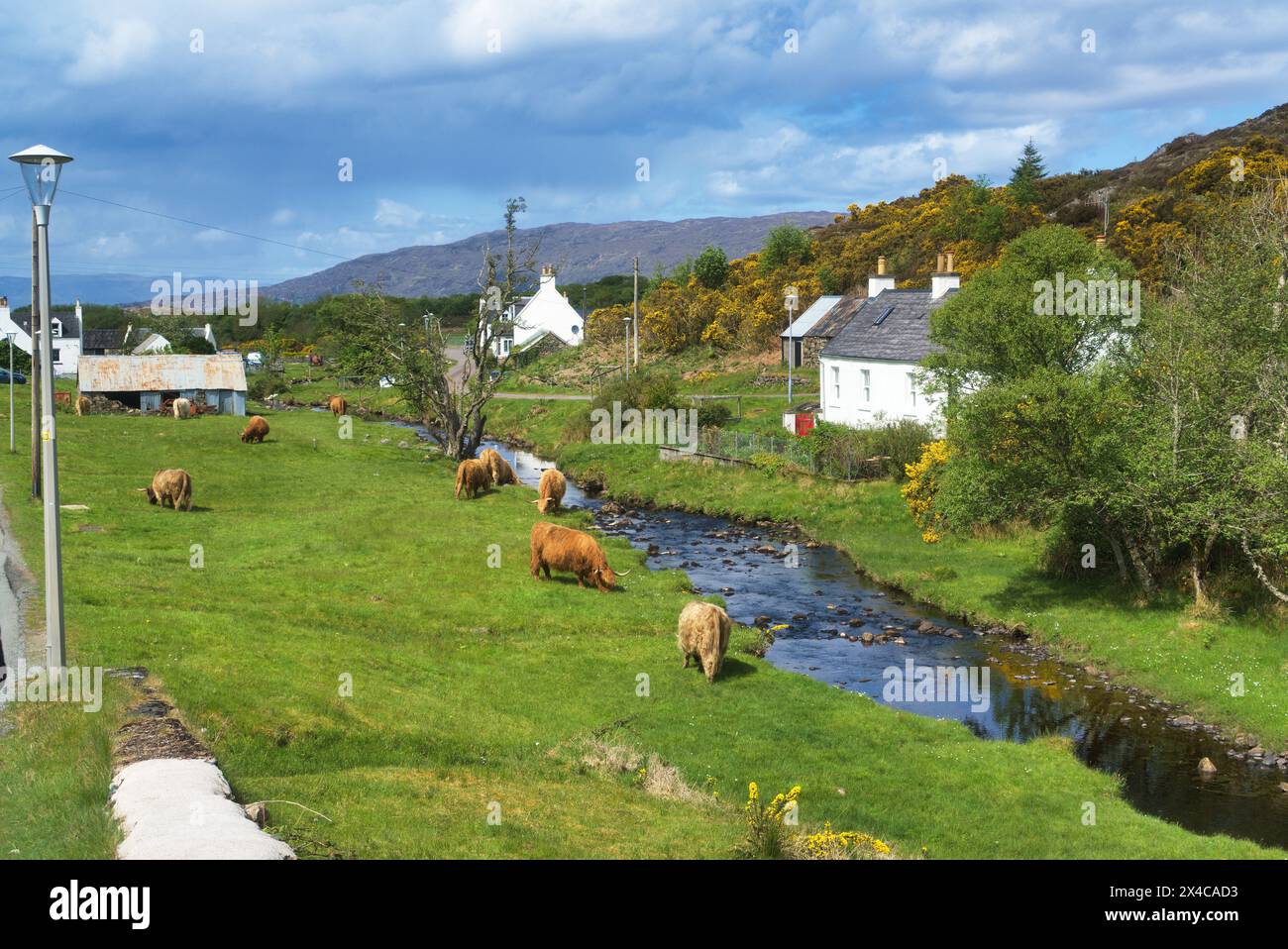 The renowned small crofting village of Duirinish village, near Plockton, Lochalsh.  Picture shows highland cows. Western Highlands,  Scotland, UK Stock Photo