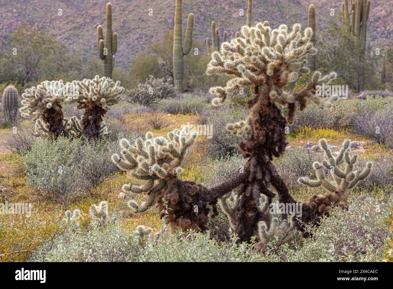 USA, Arizona, Surprise. Teddy bear cholla and saguaro cacti Stock Photo ...
