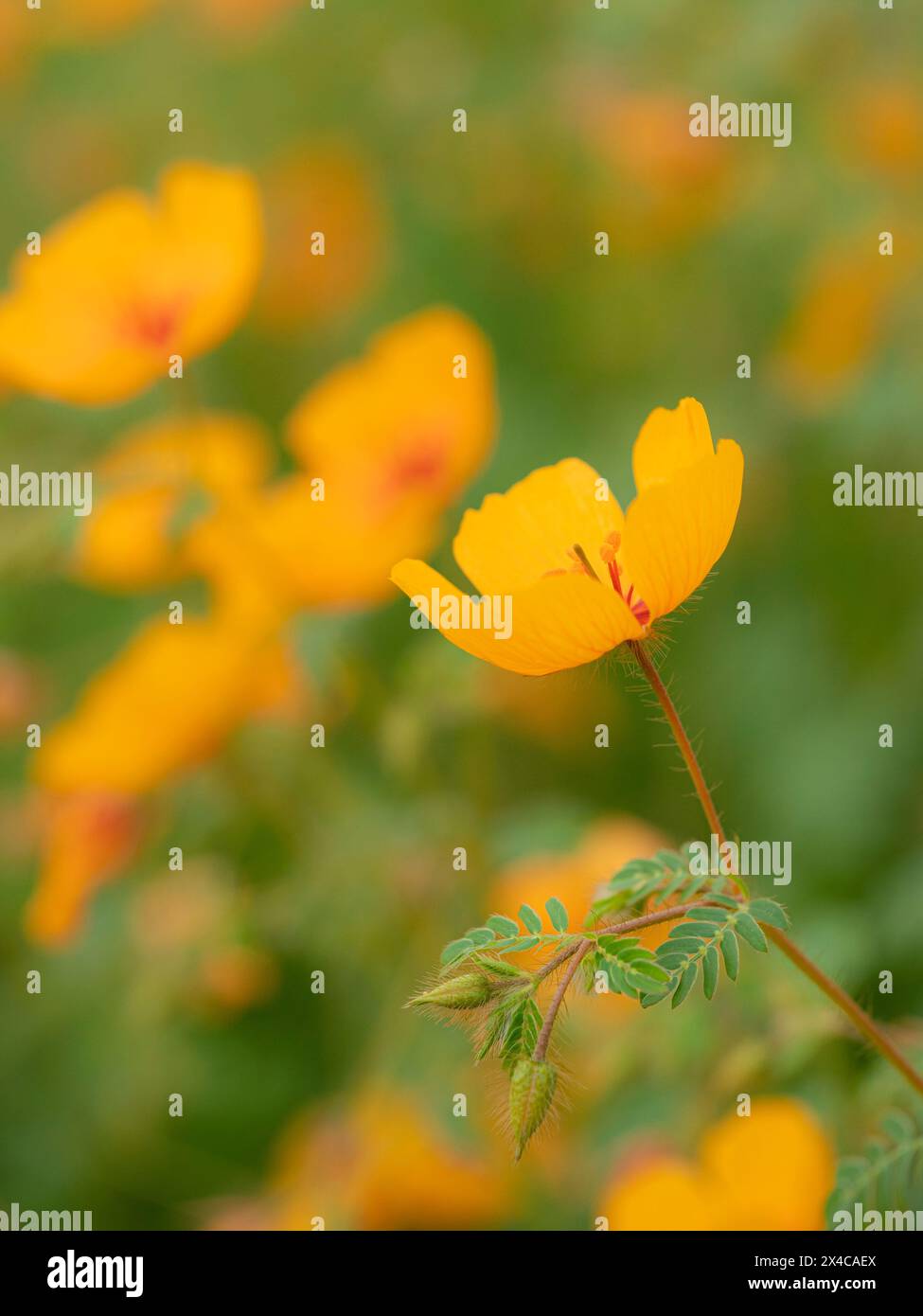 Rain poppies summer poppy town of patagonia arizona stock photo alamy