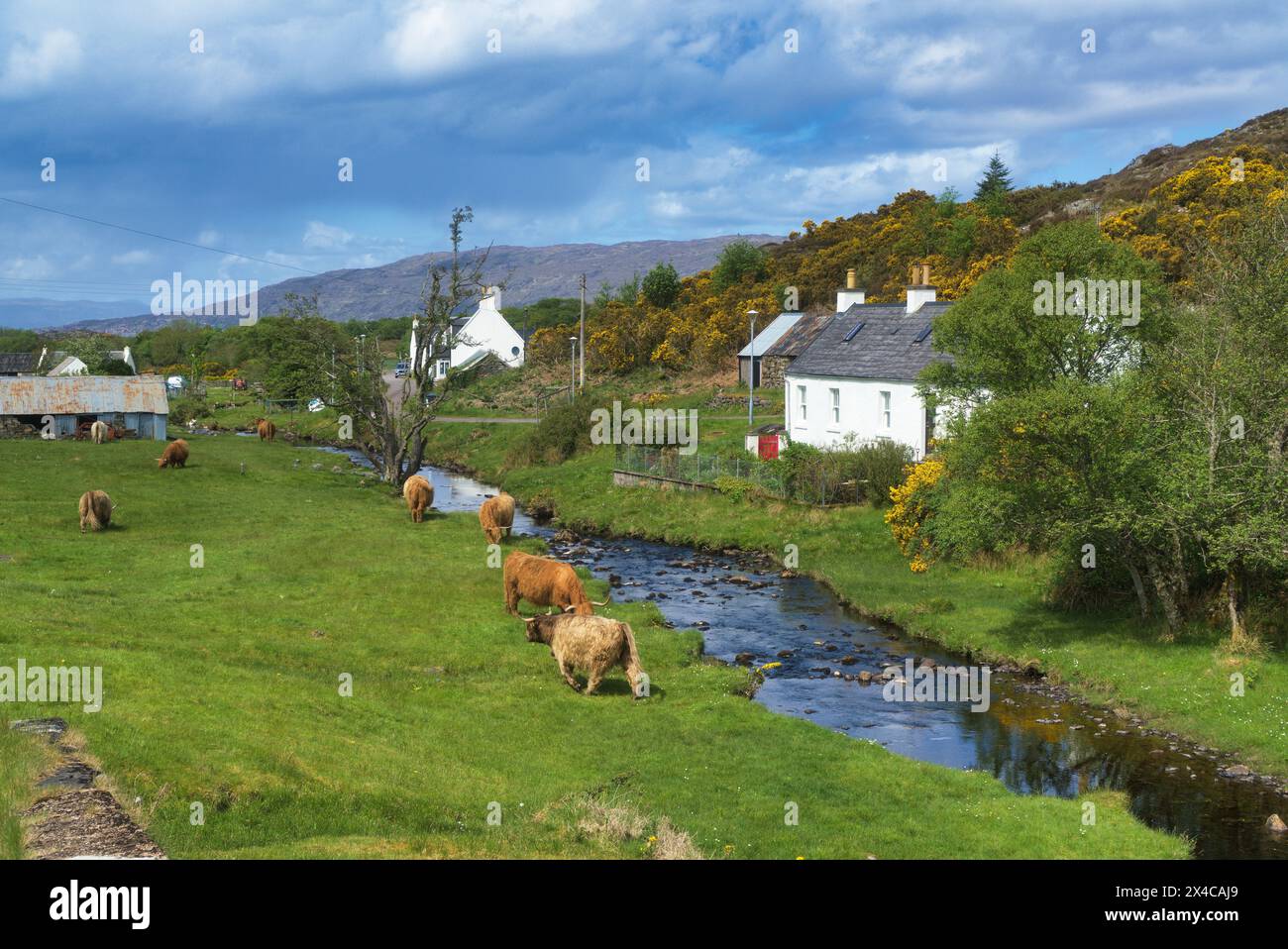 The renowned small crofting village of Duirinish village, near Plockton, Lochalsh.  Picture shows highland cows. Western Highlands,  Scotland, UK Stock Photo