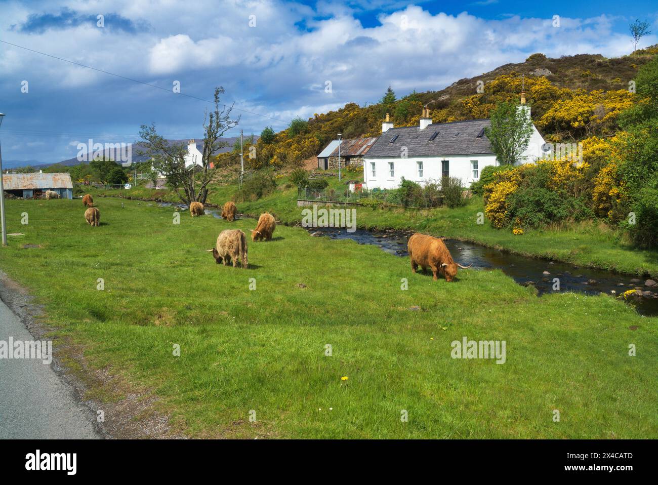 The renowned small crofting village of Duirinish village, near Plockton, Lochalsh.  Picture shows highland cows. Western Highlands,  Scotland, UK Stock Photo