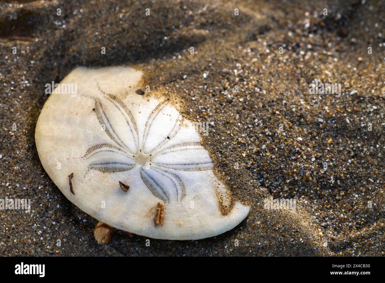 USA, California, Morro Bay. Sand dollar on Morro Strand State Beach. Stock Photo