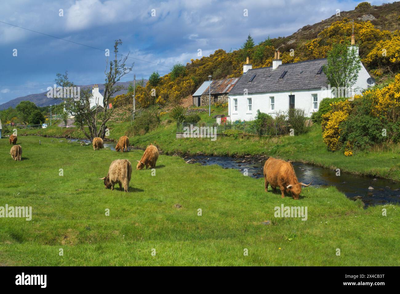 The renowned small crofting village of Duirinish village, near Plockton, Lochalsh.  Picture shows highland cows. Western Highlands,  Scotland, UK Stock Photo