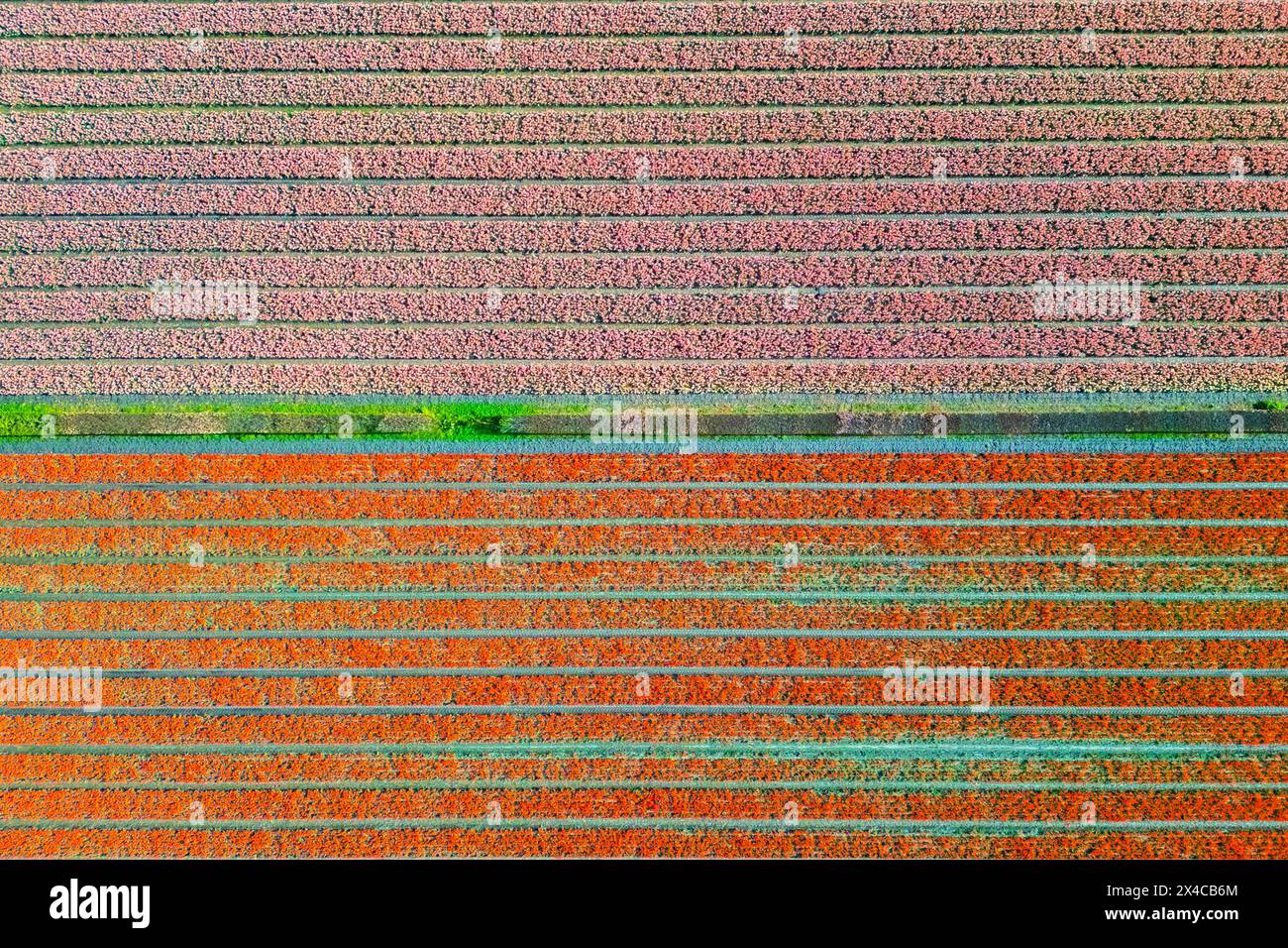 Aerial view of tulips stripes of various colors in spring. De Zilk, Noordwijk, Zuid-Holland district, Nederland. Stock Photo