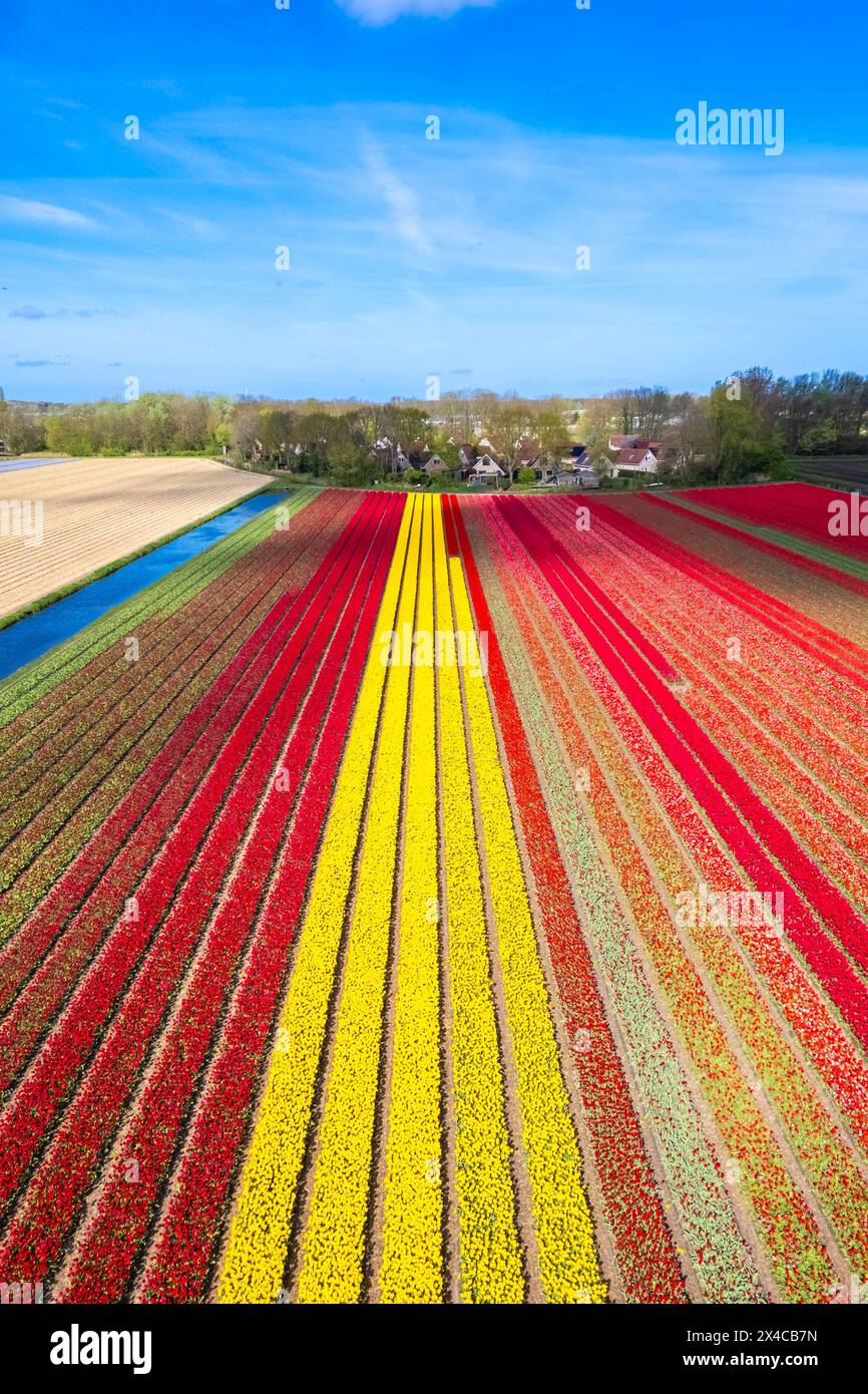 Aerial view of tulips stripes of various colors in spring. De Zilk, Noordwijk, Zuid-Holland district, Nederland. Stock Photo