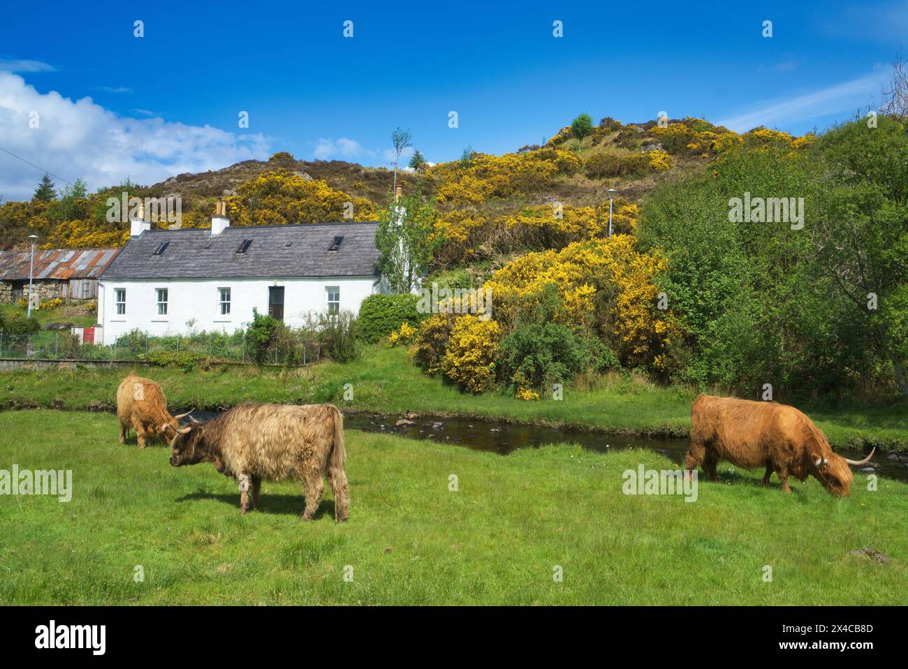 The renowned small crofting village of Duirinish village, near Plockton, Lochalsh.  Picture shows highland cows. Western Highlands,  Scotland, UK Stock Photo