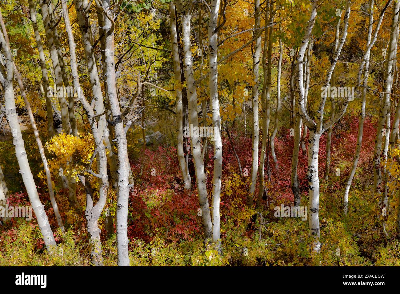 USA, California, June Lake. Aspens in fall color Stock Photo