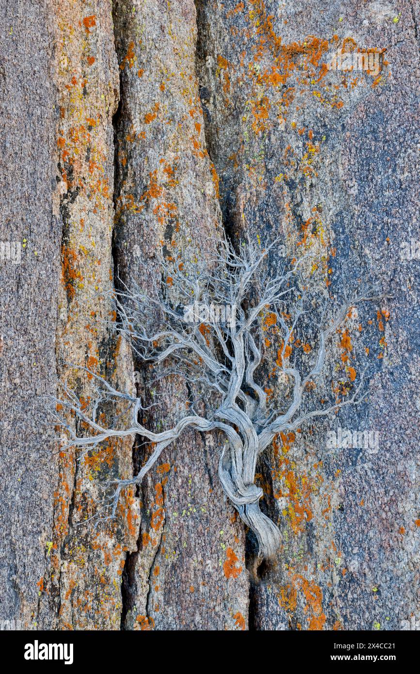 USA, California, Lone Pine, Inyo County. Alabama Hills lichen covered rocks with dried brush Stock Photo