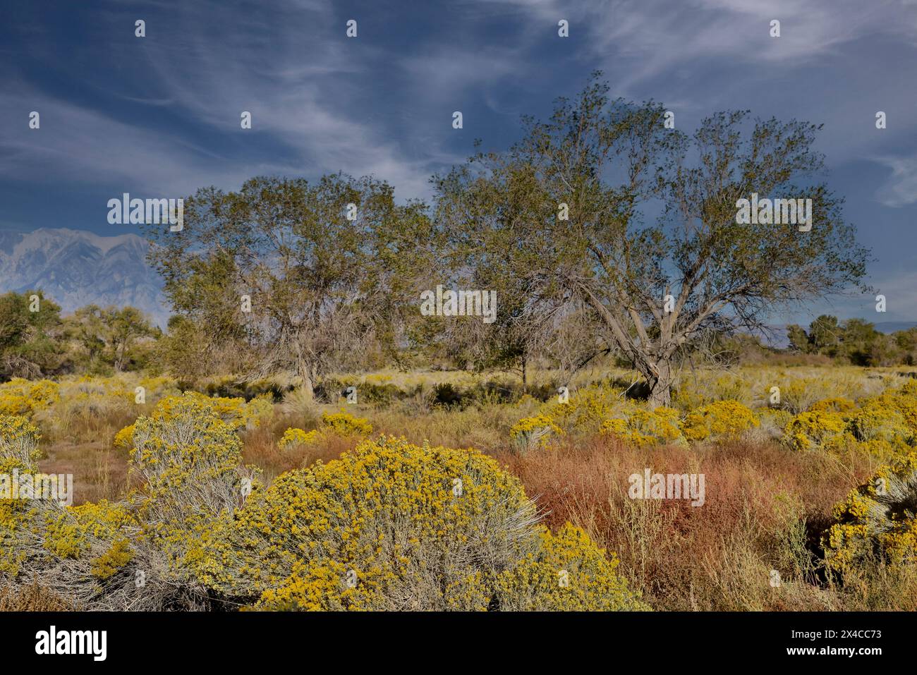 USA, California, Bishop. Bishop Valley with flowering rabbitbrush in autumn and cottonwood trees. Stock Photo
