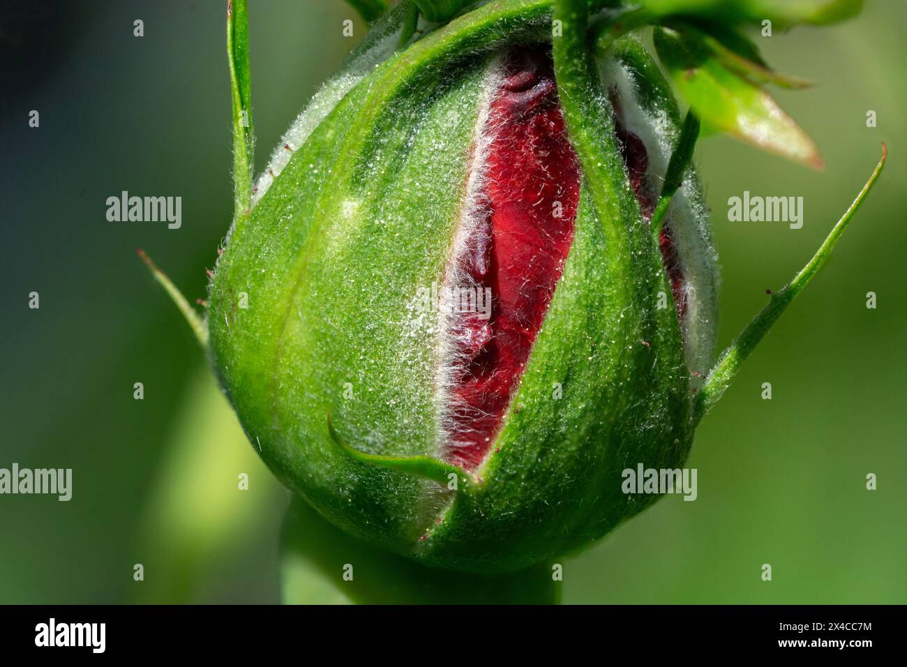 Close-up of a red rosebud protected by sepals Stock Photo