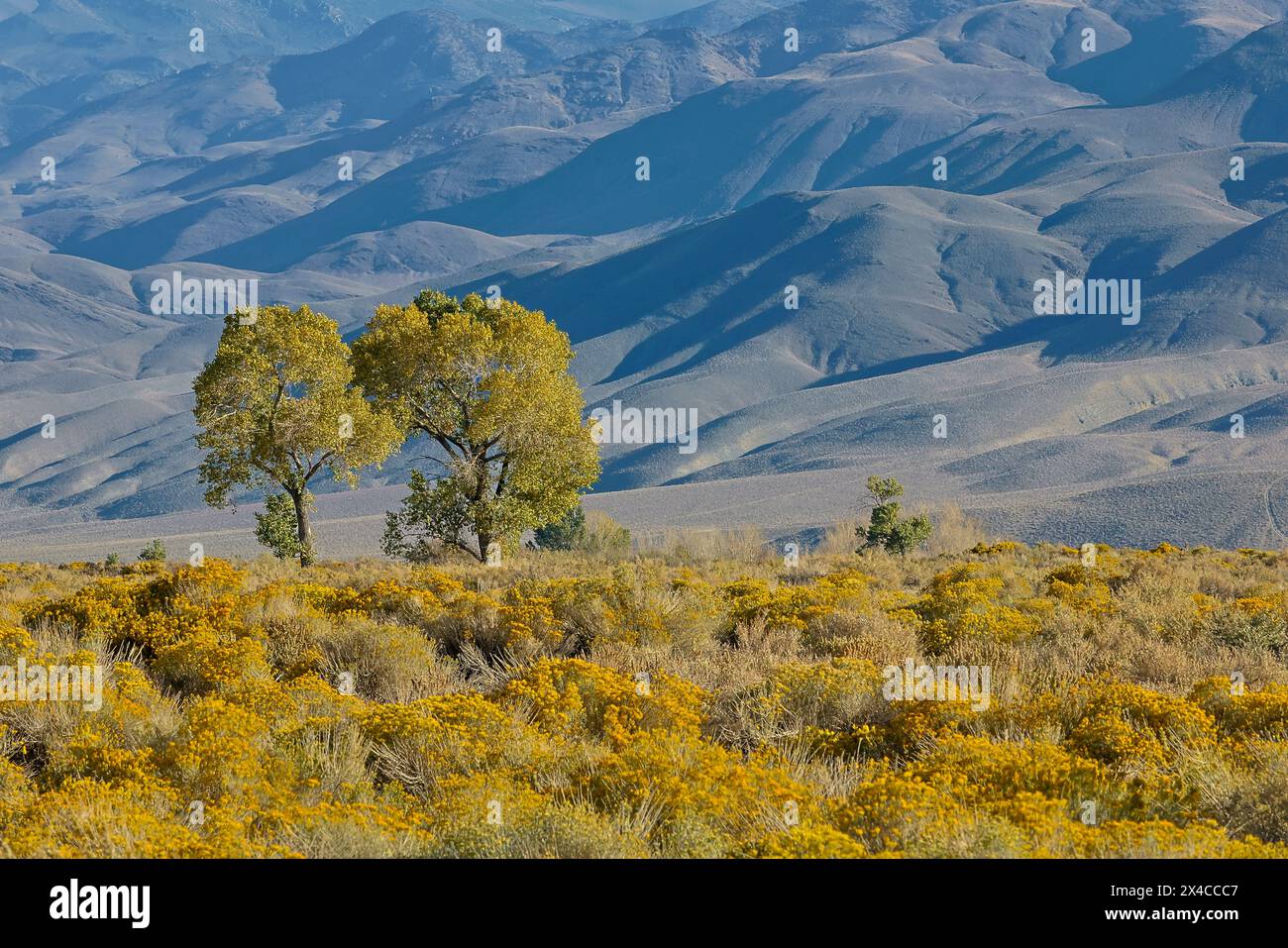 USA, California, Bishop. Bishop Valley with flowering rabbitbrush in autumn and cottonwood trees. Stock Photo