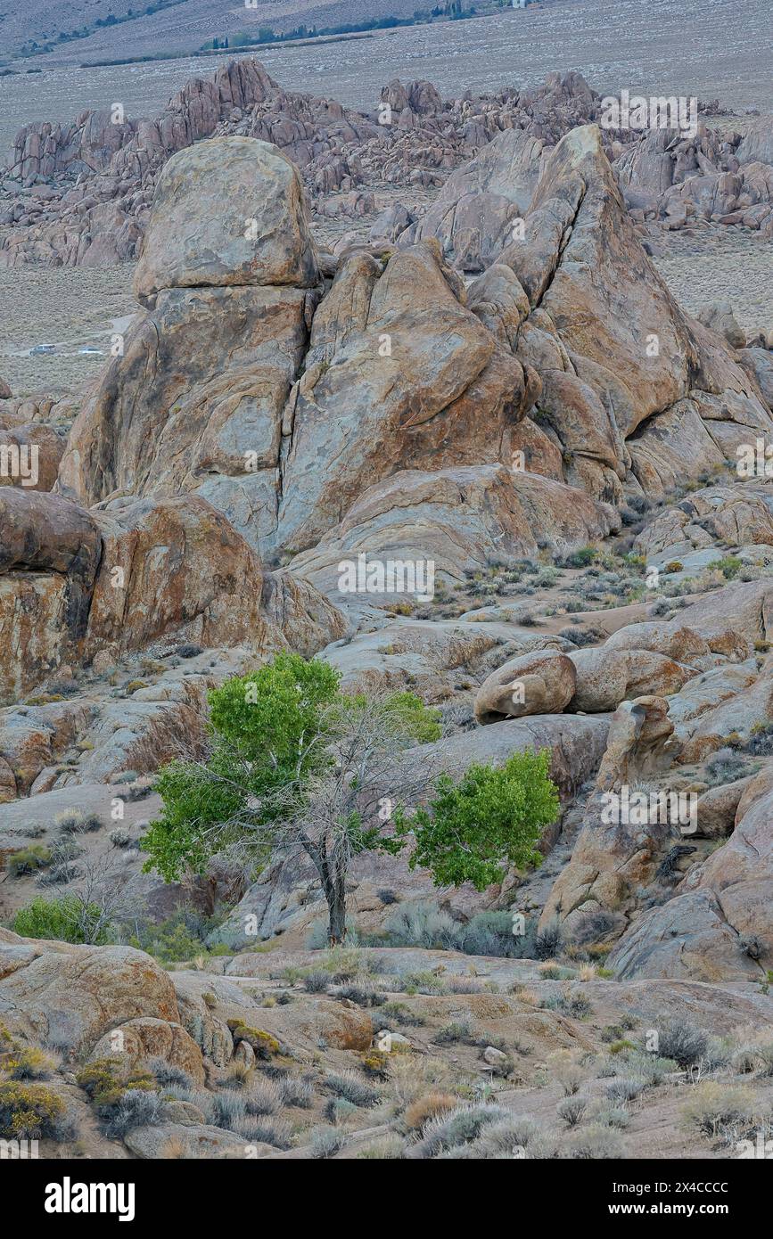 USA, California, Lone Pine, Inyo County. Alabama Hills with lone cottonwood tree Stock Photo