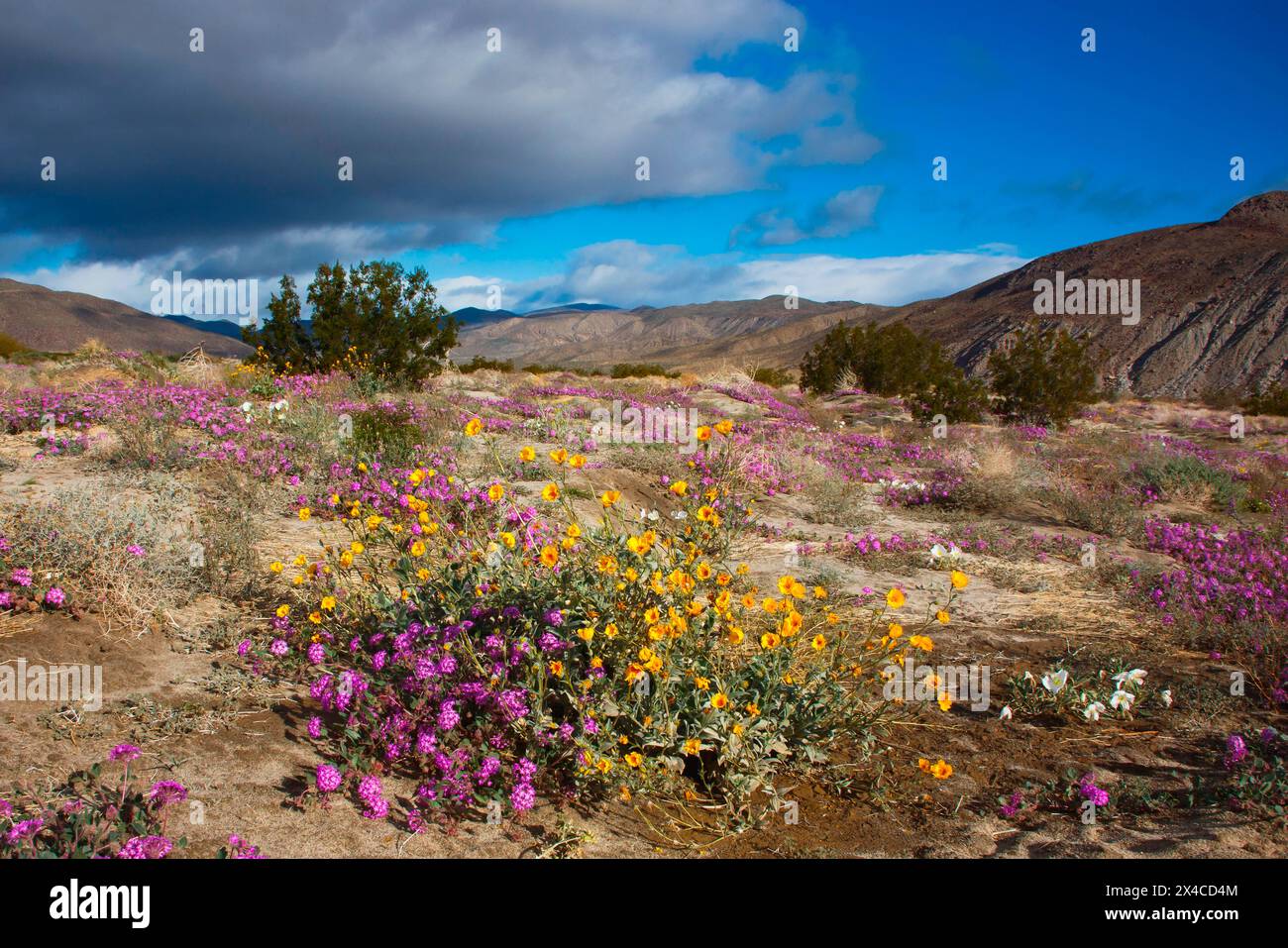 Anza Borrego Desert spring blooms, California Stock Photo