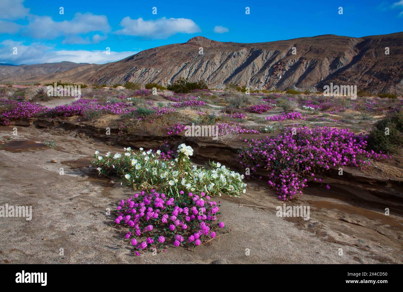 Anza Borrego Desert spring blooms, California Stock Photo