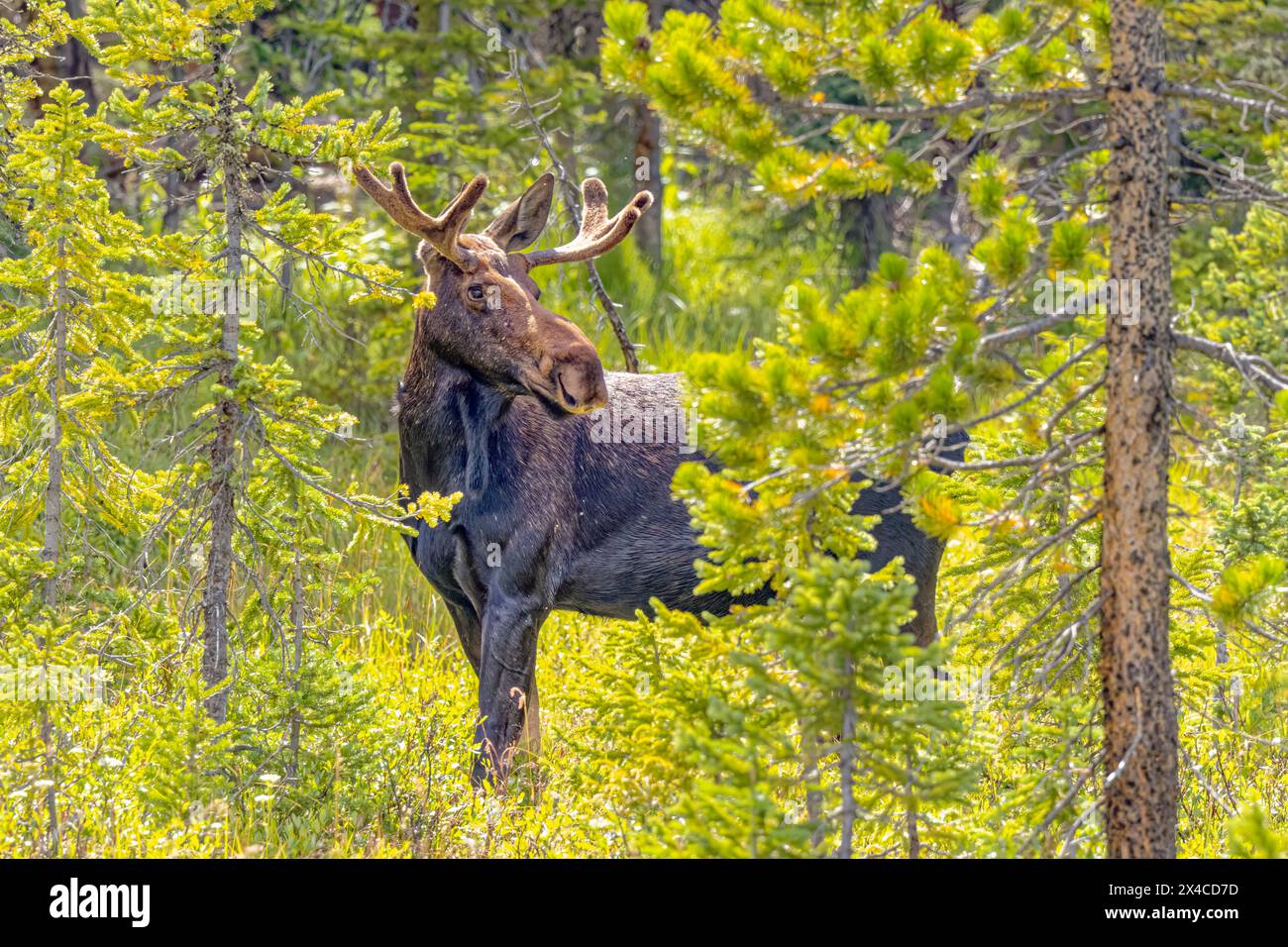 USA, Colorado, Gould. Rocky Mountain Shiras male moose and trees. Stock Photo
