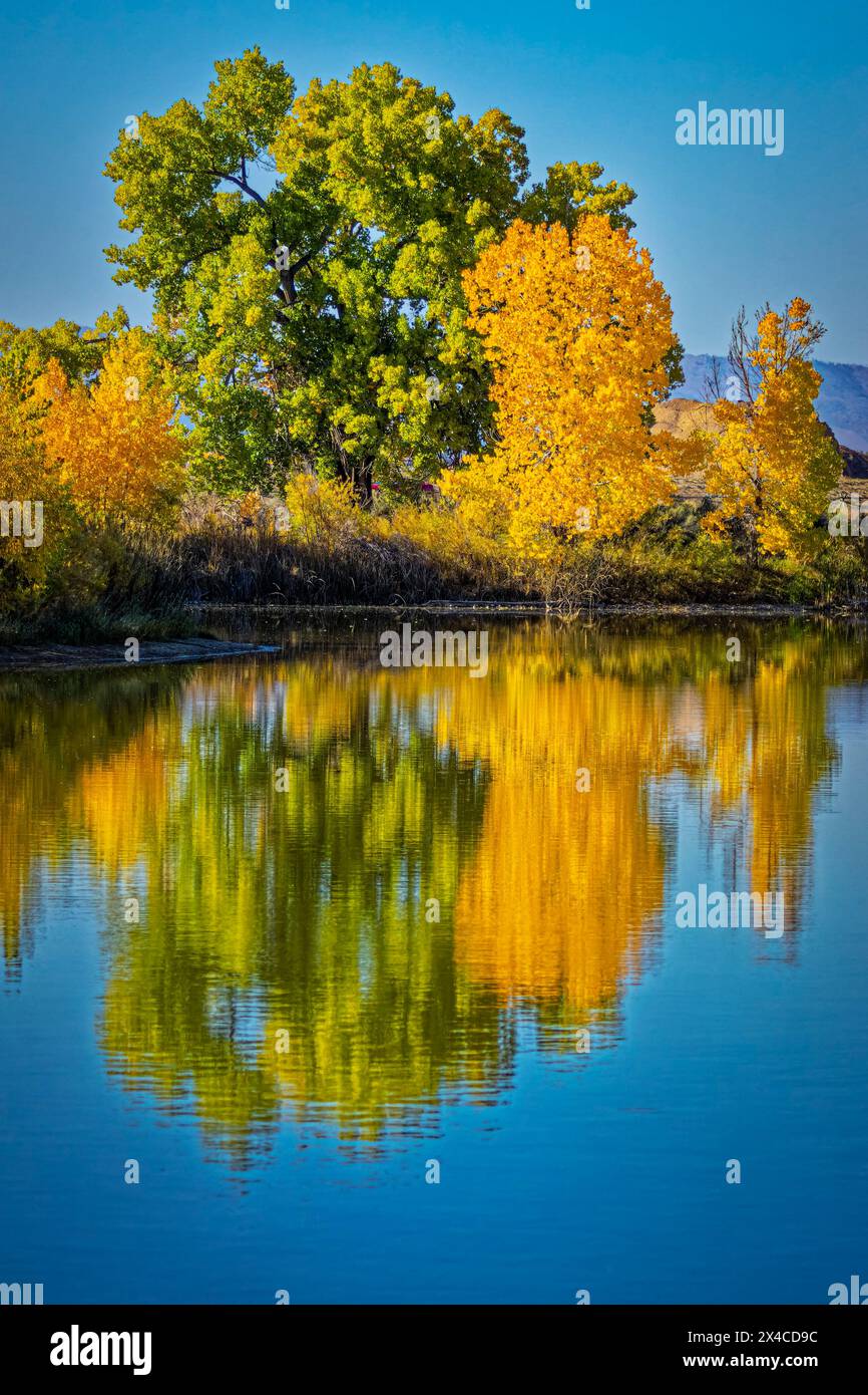 USA, Colorado, Fort Collins. Lanceleaf cottonwood trees reflect in water. Stock Photo