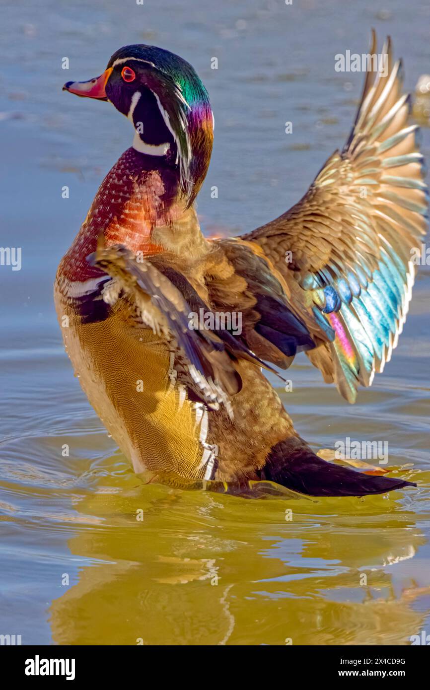 USA, Colorado, Fort Collins. Male wood duck in water. Stock Photo