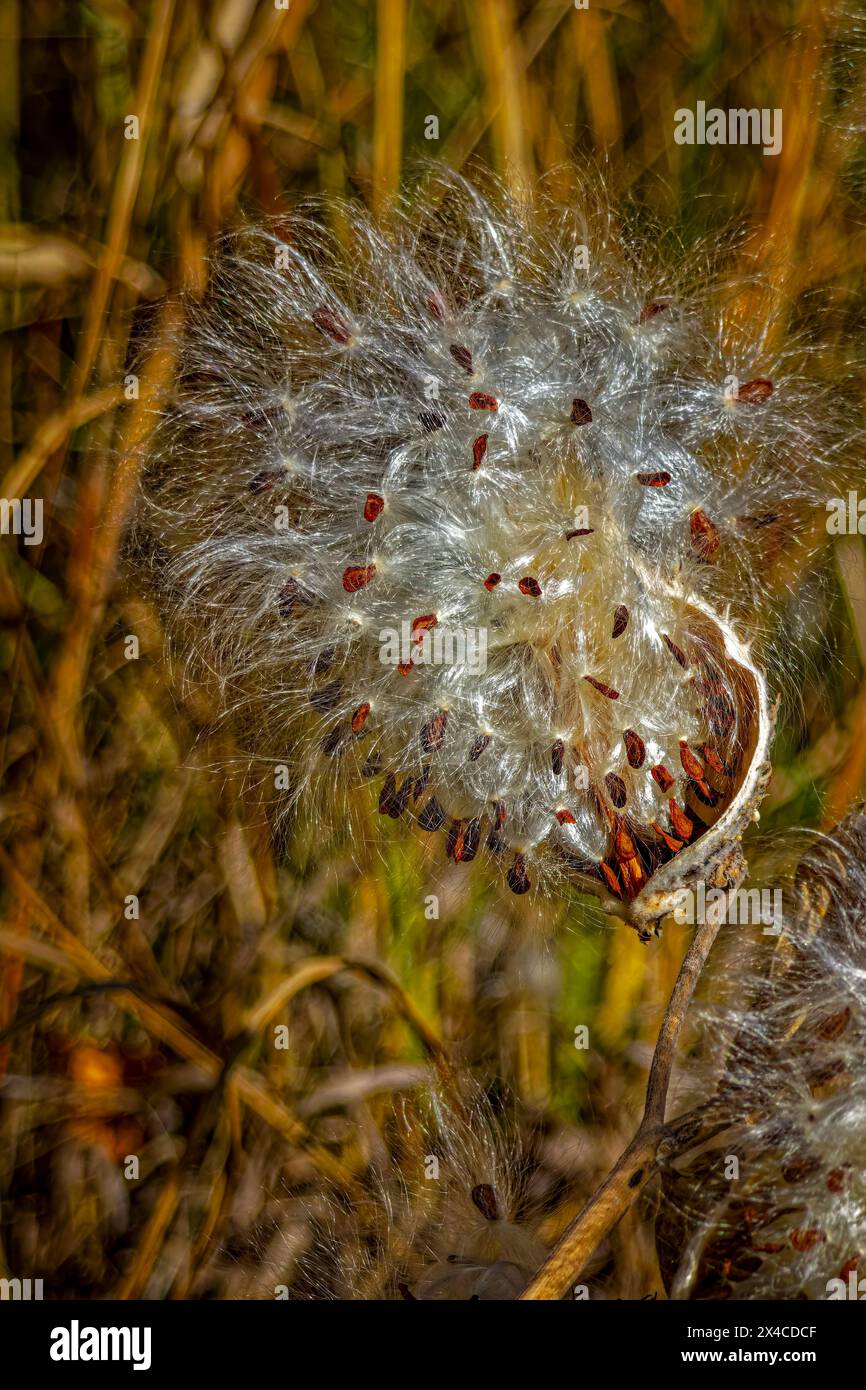USA, Colorado, Fort Collins. Showy milkweed pod opened in autumn. Stock Photo