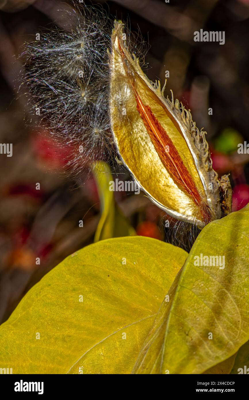 USA, Colorado, Fort Collins. Showy milkweed pod opened in autumn. Stock Photo