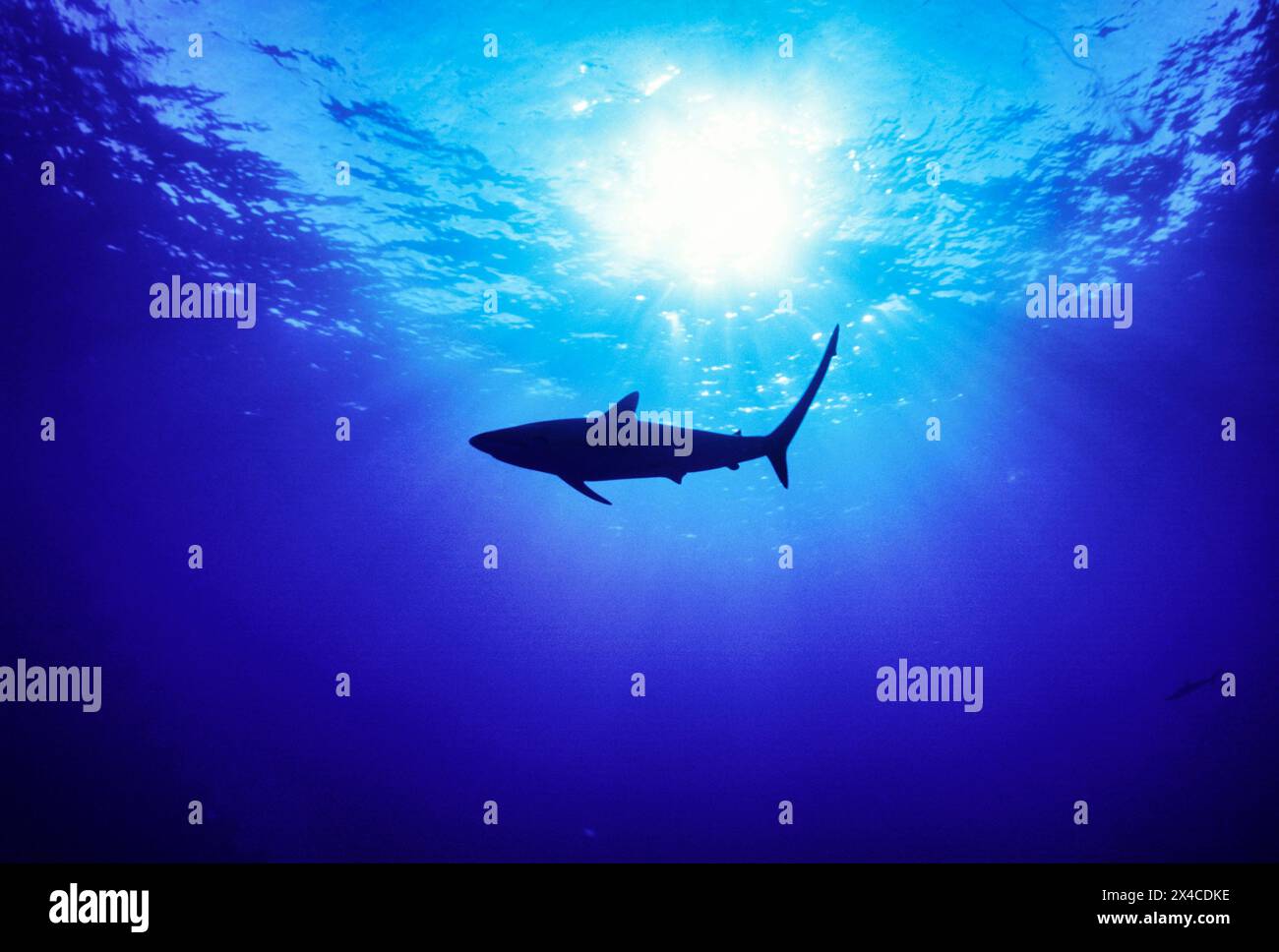 Thresher shark found in open deepwater in the Bahamas Stock Photo