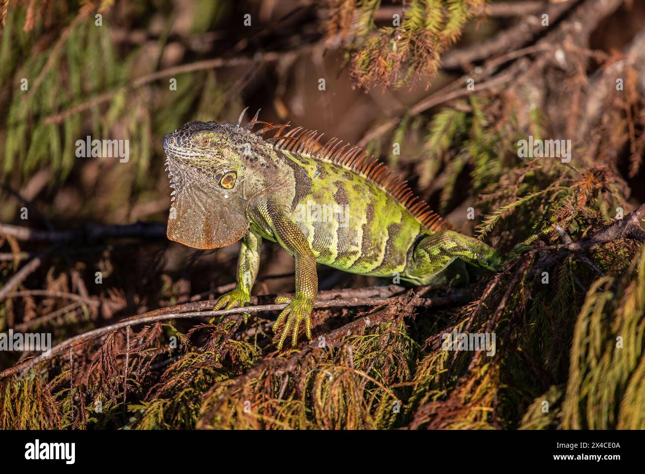 An exotic green iguana takes in the morning sun, resting in a cypress tree.. Stock Photo