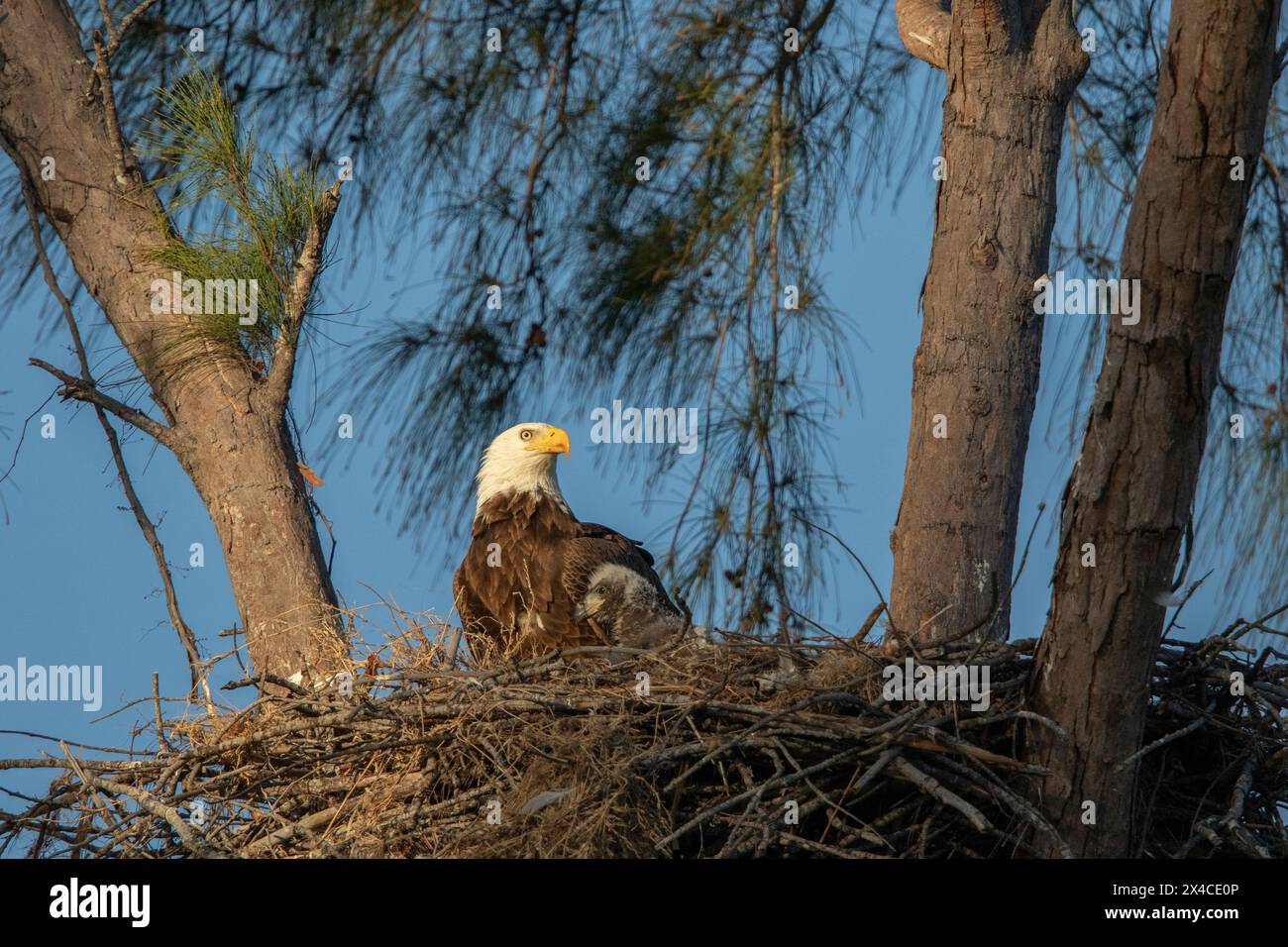 Nesting bald eagles with young on Marco Island, Florida Stock Photo Alamy
